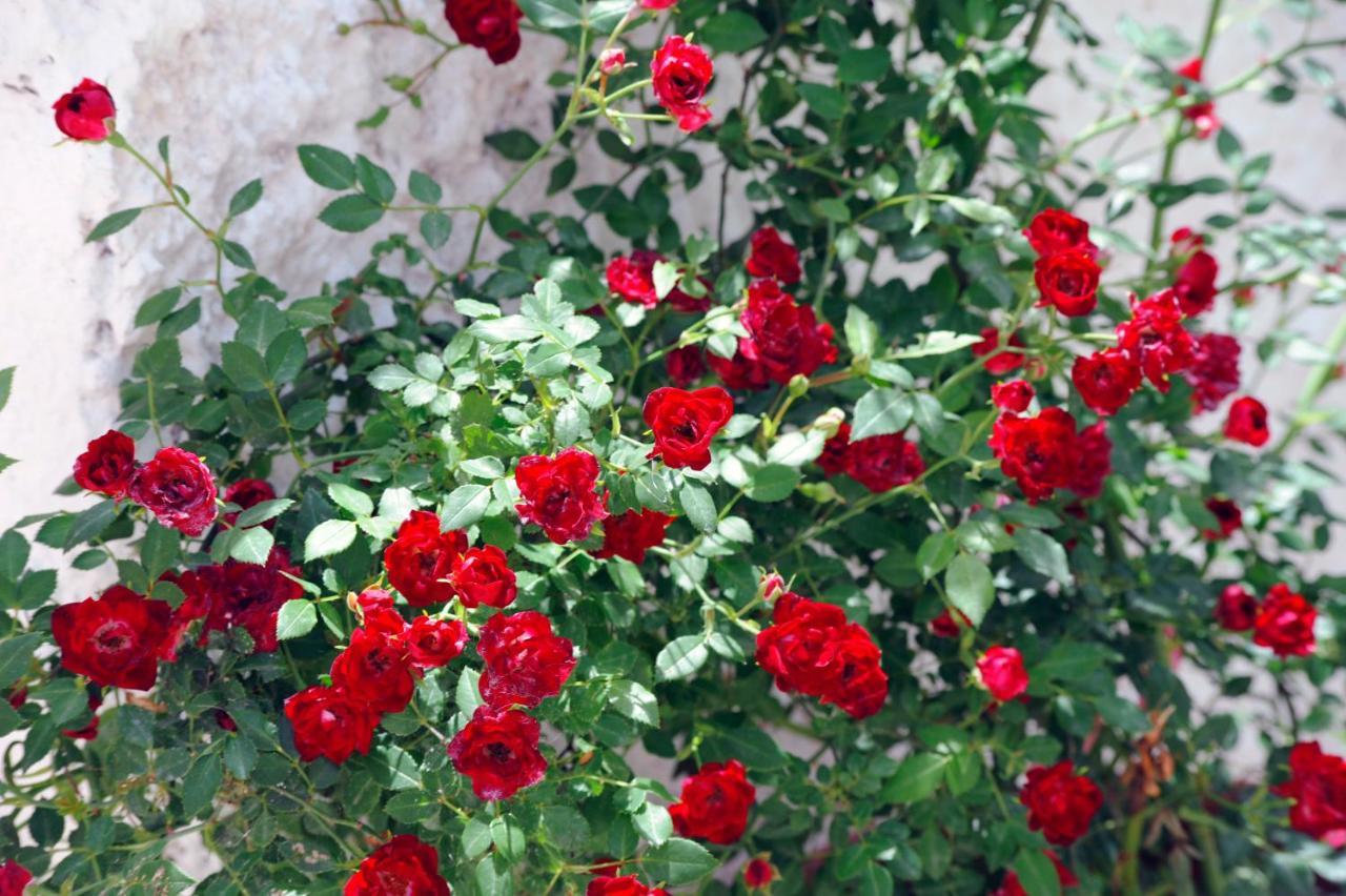 Traditional On The Hillside Of Antiperni * Antipernoi